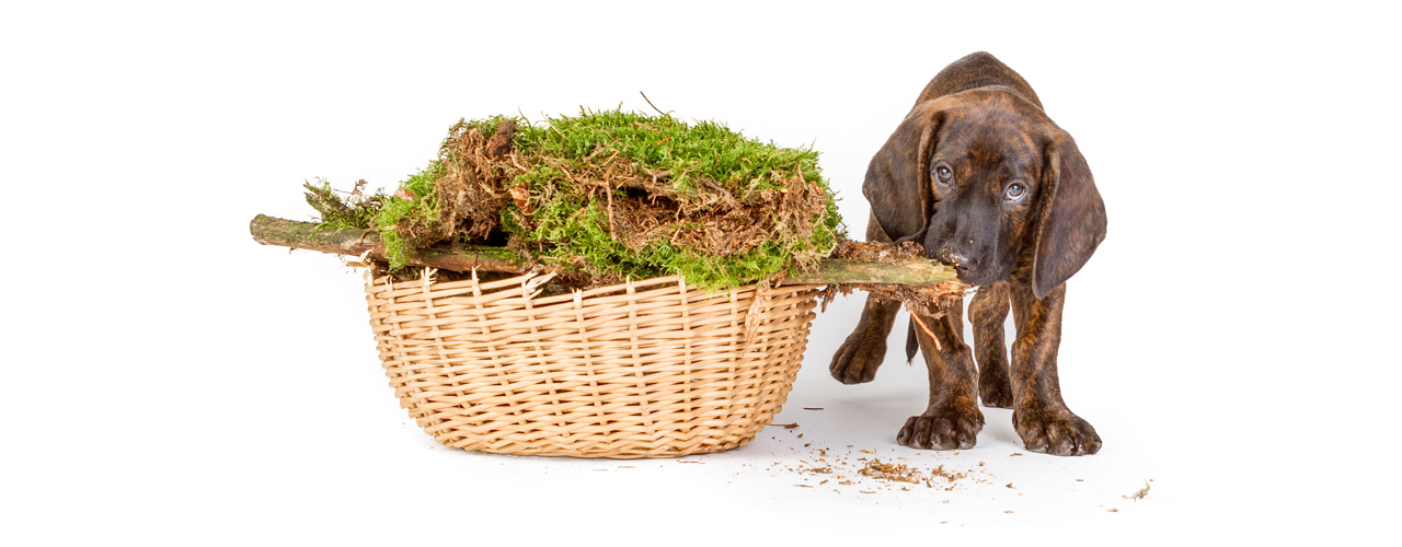 Paket DOG Mini, Calli Schwarzwälder Schweisshund