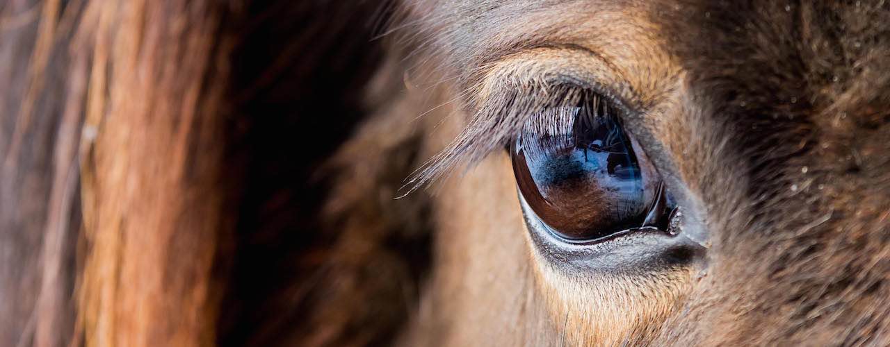 Tierfoto Axel Dressel - Auge eines Islandpferdes